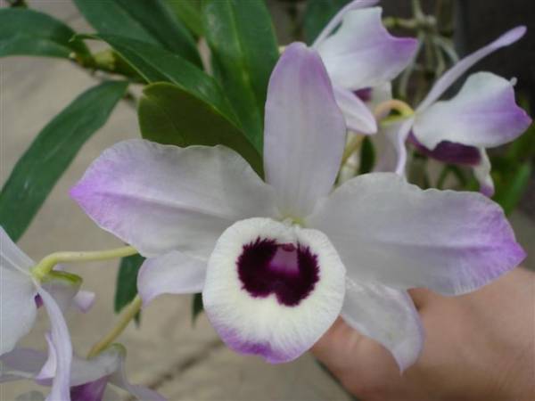 Dendrobium melones.bloom