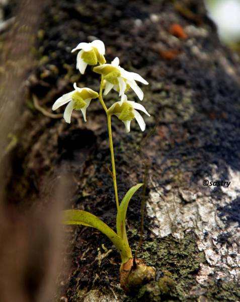 Dendrobium_nanum