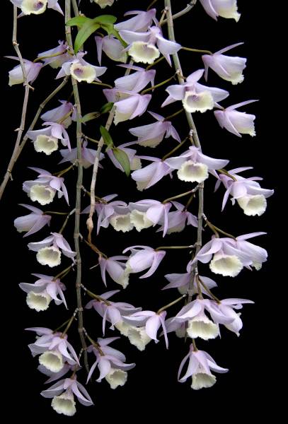 Dendrobium pierardi