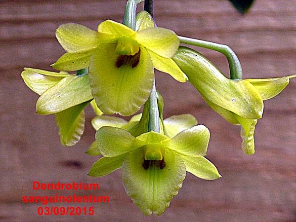 Dendrobium_sanguinolentum