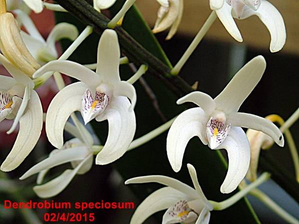 Dendrobium_speciosum_macro