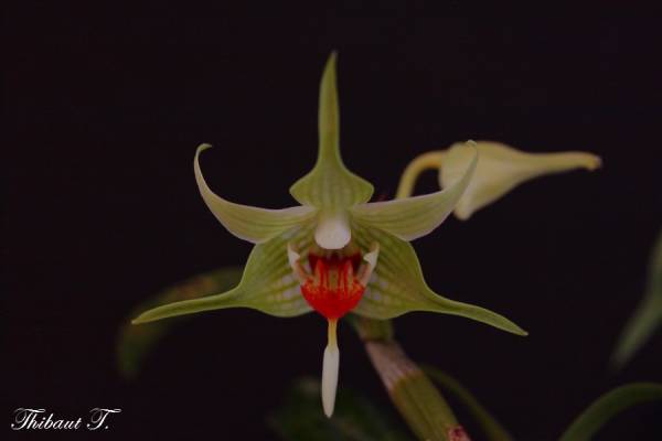 Dendrobium tobaense