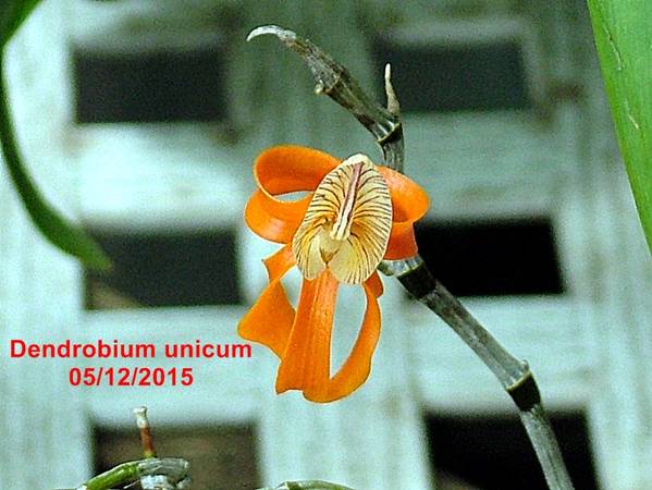 Dendrobium_unicum_2