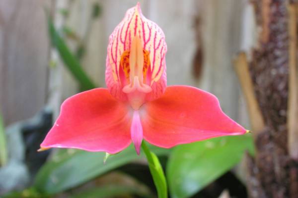 Disa_Uniflora