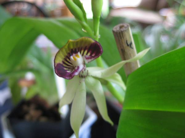 Encyclia 'Green Hornet'