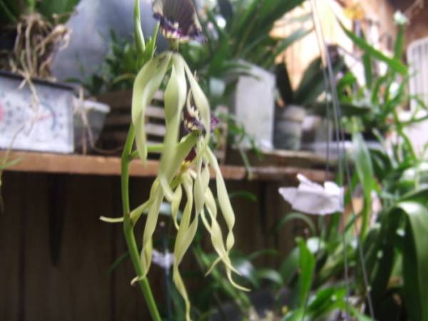 Encyclia_cochleata_001