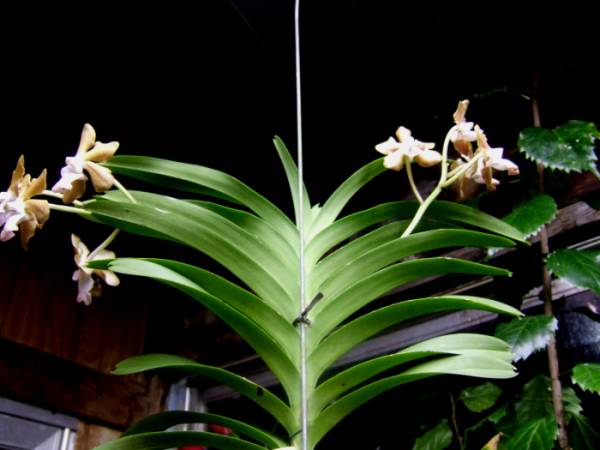 Encyclia_cochleata_002