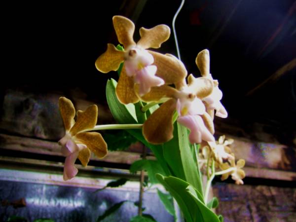 Encyclia_cochleata_006