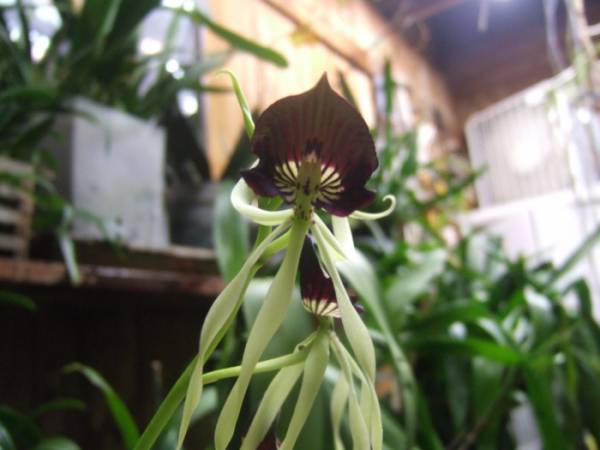 Encyclia_cochleata_011