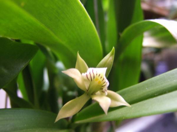 Encyclia_ionophlebia_008