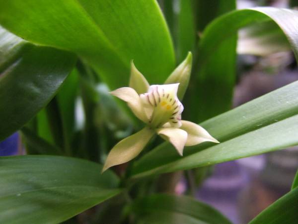 Encyclia_ionophlebia_015