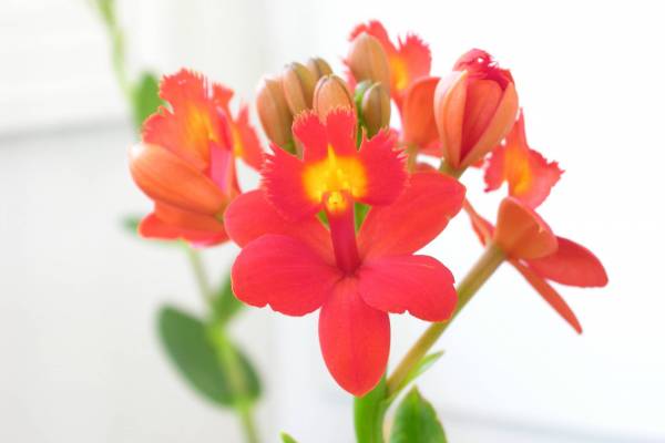 Epidendrum_Fire_Engine_Noid