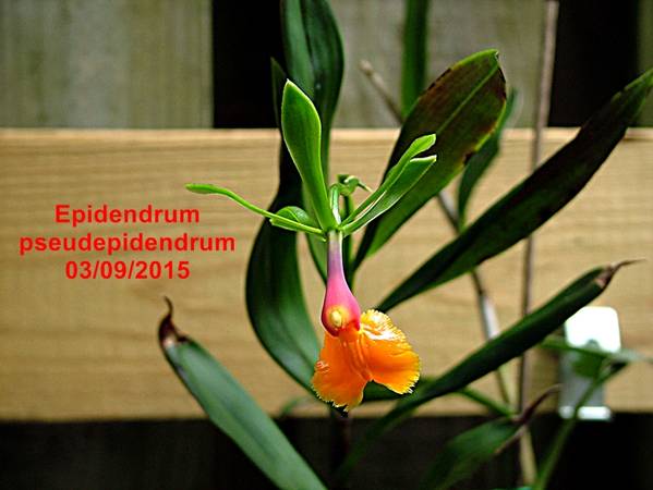 Epidendrum_pseudependrum