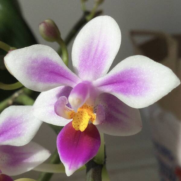 Phalaenopsis Equestris var. Riverbend