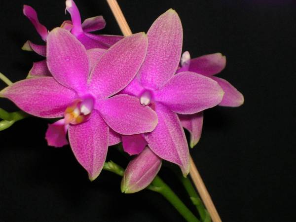 Phal I-Hsin Flying Fire