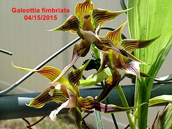 Galeottia_fimbriata