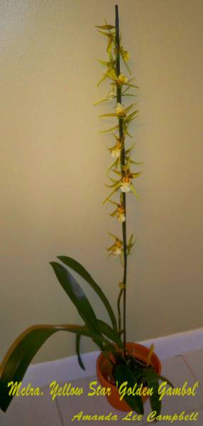 Mclra. Yellow Star 'Golden Gambol'