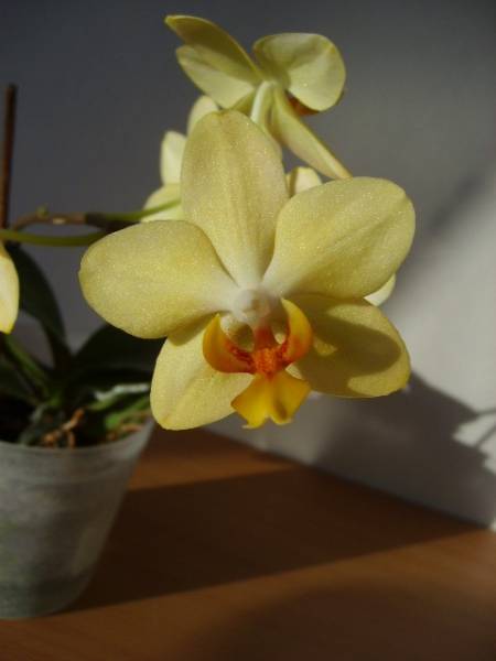 Phalaenopsis - yellow Noid