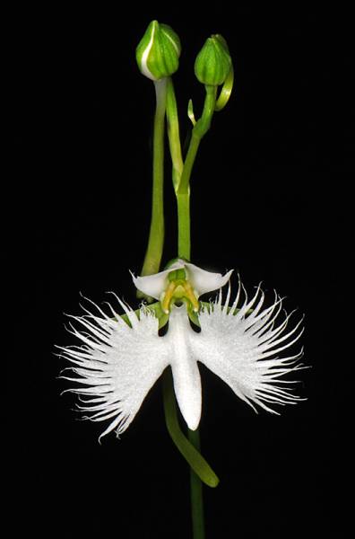 Habenaria radiata