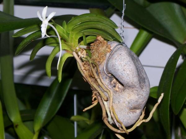 Neofinetia falcata Hoenggnag flower open