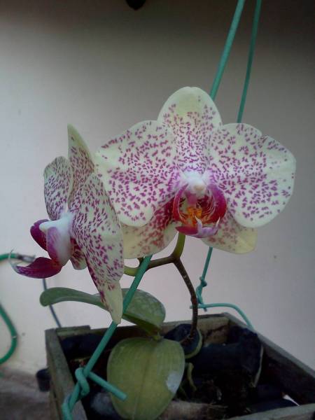 phal. noid