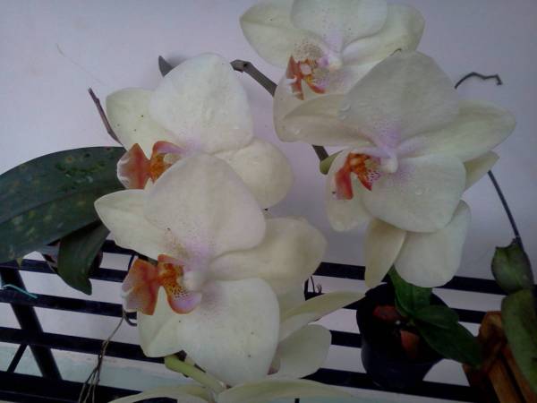 phal. noid