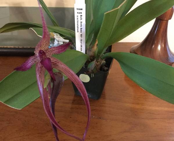 Bulbophyllum