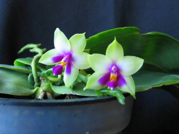 Phal bellina