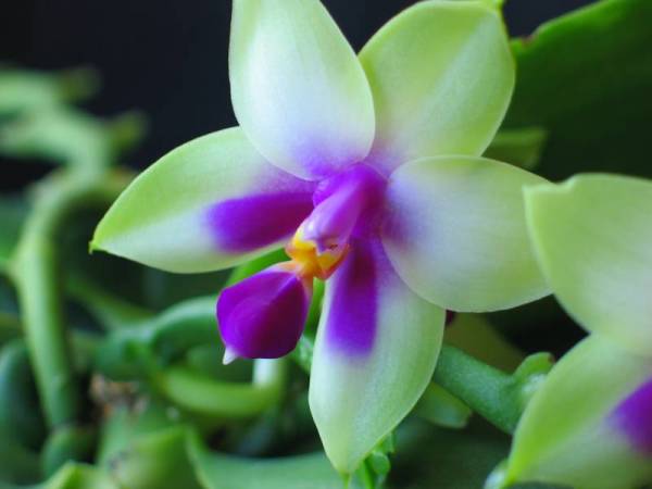 Phal bellina