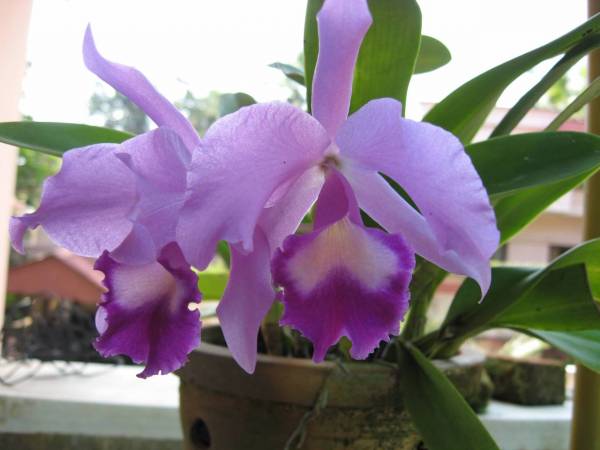 cattleya noid