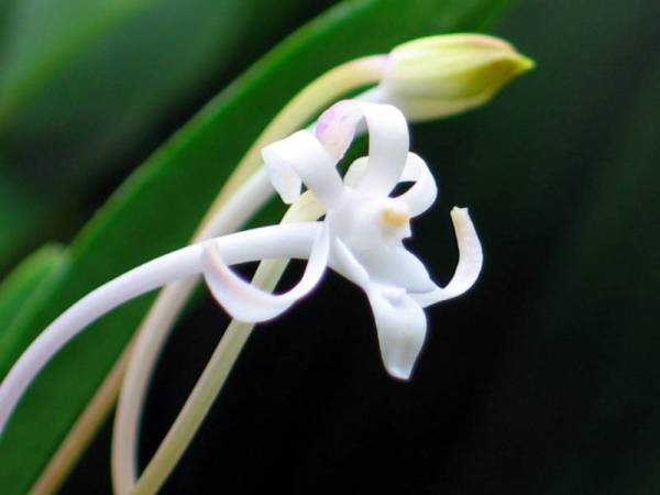 Neofinetia falcata