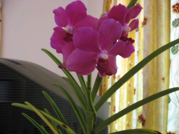 vanda