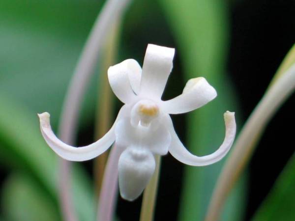 Neofinetia falcata