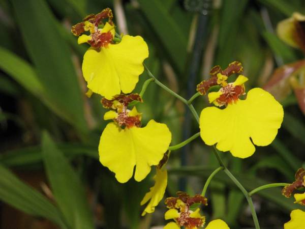 Dancing lady Orchid.