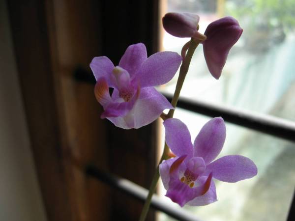 Doritis pulcherrima (purple)