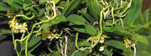 Gastrochilus japonicus.