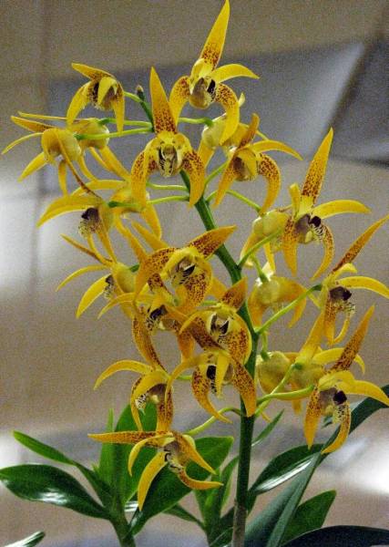 Dendrobium .Avril's Gold.