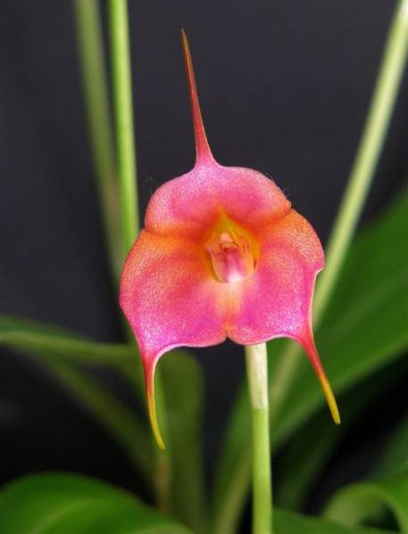 Masdevallia. Blushing Belle 'Dawn'