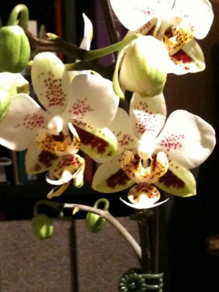 My Favorite phal.