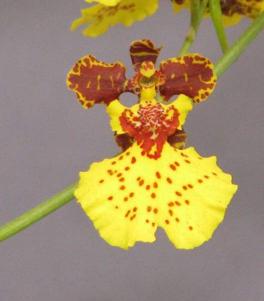 Oncidium Hybrid.