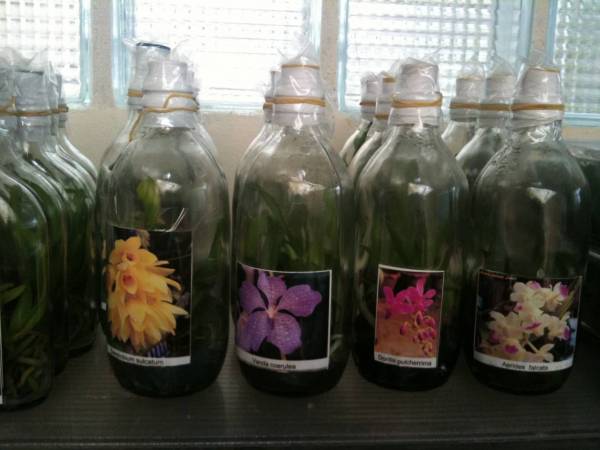 Flasks from Lab