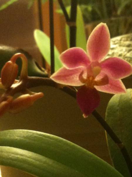 Phal. equestris