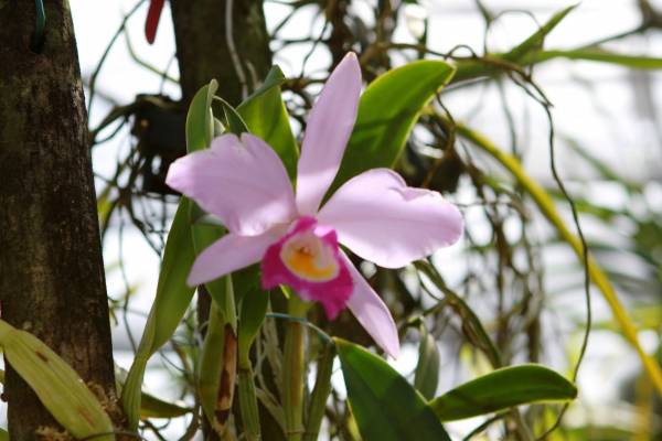 cattleya species also natural hybrid