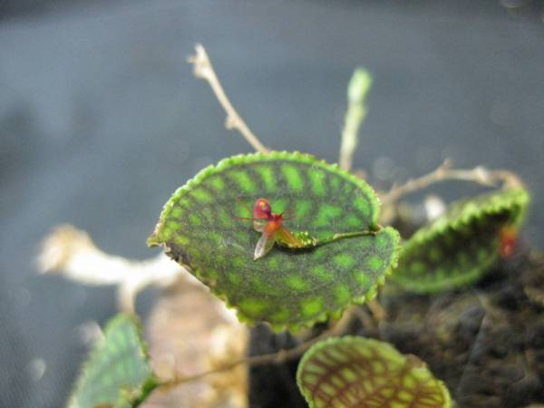 Lepanthes calodictyon