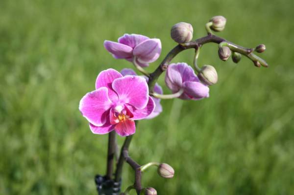 Phalaenopsis/Doritaenopsis