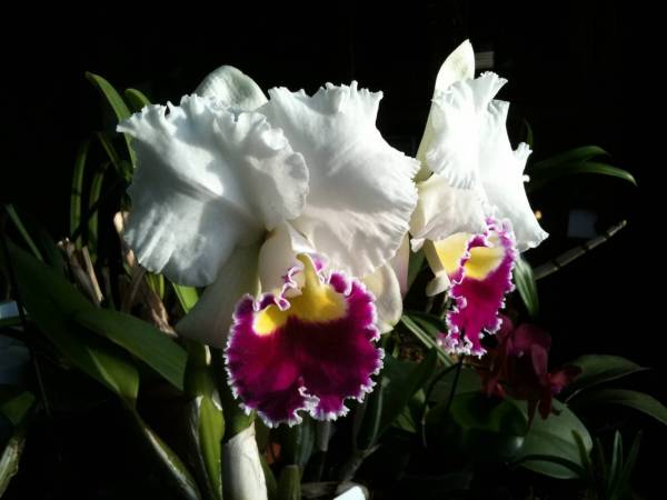 Blc. Melody Fair 'Mishima'