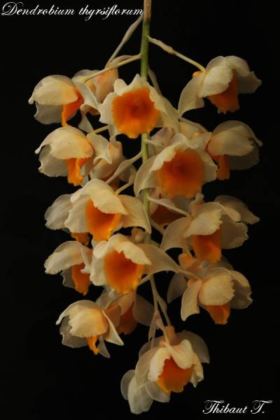 Dendrobium thyrsiflorum