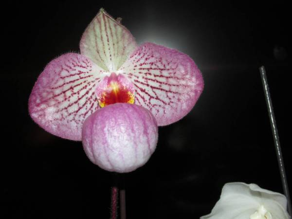 paph magic lantern