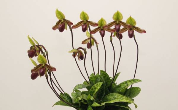 Paphiopedilum William Ward.