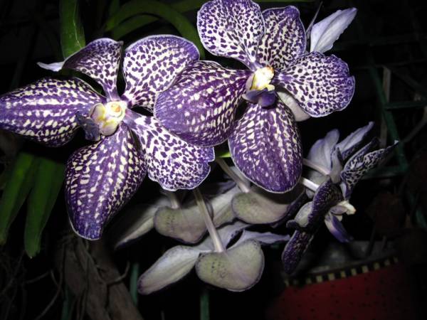 Vanda Gordon Dillon 1